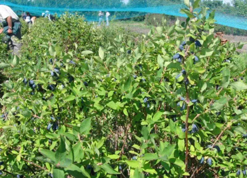 Tundra Haskap Honeyberry – Ultra-Northern, Vigorous, and Consistent Berry Producer