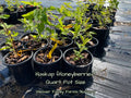 Tundra Haskap Honeyberry – Ultra-Northern, Vigorous, and Consistent Berry Producer
