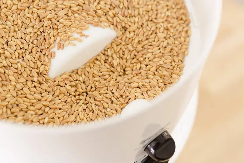 Stainless Steel Electric Grain Grinder – High-Speed Wheat Flour Mill for Fresh, Homemade Flour