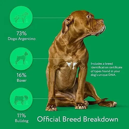 DNA My Dog Essential Breed & Trait Test  Non-Invasive Cheek Swab for Mixed-Breed Identification & Personality Insights