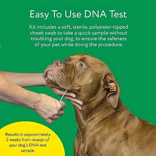 DNA My Dog Essential Breed & Trait Test  Non-Invasive Cheek Swab for Mixed-Breed Identification & Personality Insights
