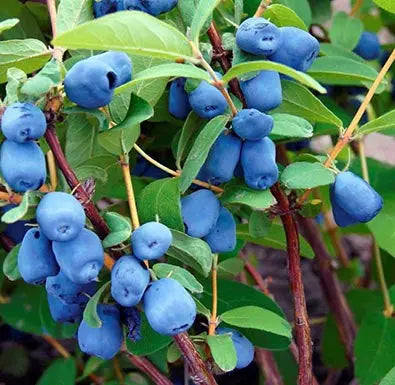 Tundra Haskap Honeyberry – Ultra-Northern, Vigorous, and Consistent Berry Producer
